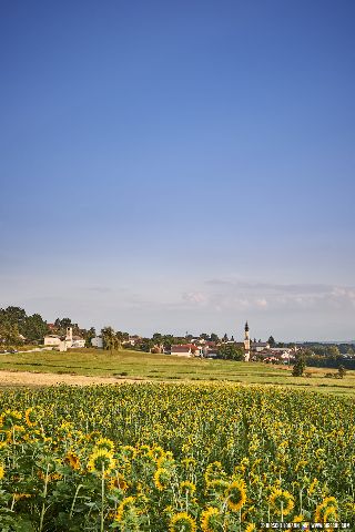 Gemeinde Tarsdorf Bezirk Braunau Tarsdorf Sonnenblumen (Dirschl Johann) Österreich BR